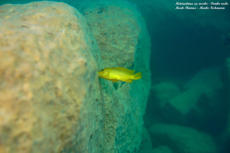 Maylandia sp. 'msobo' Pombo Rocks